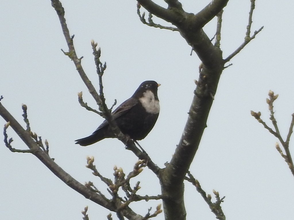 Mightychub's tweet photo. #Jammybirding Pages from the digitalnotebook EasternMoors this am I was certainly in the right place with RC &amp; AS as a passage Ring Ouzel dropped into a roadside Hawthorn before seconds later pushing on #Onesnap only @Derbyshirebirds @BirdsDerbyshire @DanielCMartin1 @andysbutler https://t.co/YNN7cEYr6r