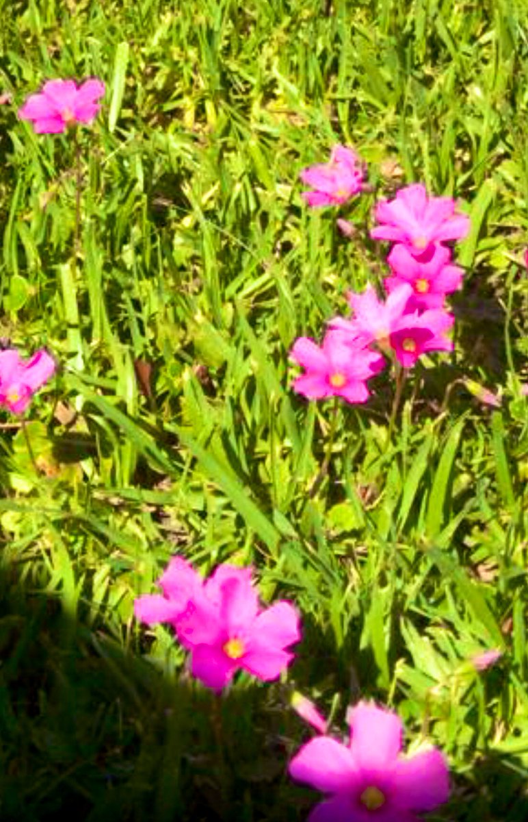 ¡CUANTO dice UNA FLOR MIRANDO el SOL!, 
¡Y que ADMIRABLE es VERLAS CERRARSE CUANDO este DESAPARECE! 
Así es UN GENUINO HIJO de DIOS, ya que se NUTRE ADMIRANDO a su SEÑOR.