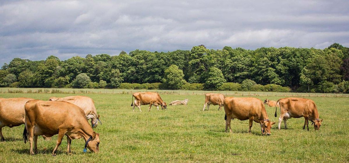 GrahamsDairy's tweet photo. For 80 years now, quality has been right at the heart of everything we do. Find out more about our family, farming and farming partners here… #80yearsofGrahams https://t.co/Us1T38Idgw https://t.co/0gIoubfMId