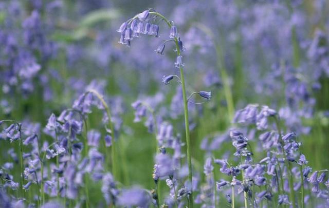 countryside_kim's tweet photo. Read about my most recent wildflower hunt:- https://t.co/M8OgPCVDpz #localpatchreporters BBC Wildlife @wildlifemag https://t.co/PHy5ybtDbn