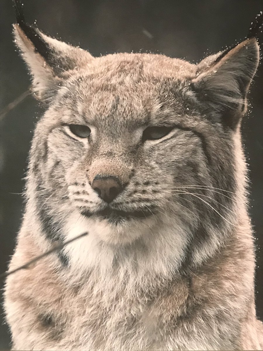 CarlaBlanchet's tweet photo. #Avant-première ce soir à @Francetele du #documentaire « France, Terres Sauvages - La Forêt ». Découvrez la forêt et ses #secrets les mieux gardés, une production @bonne_pioche! https://t.co/8Odaa4x35k