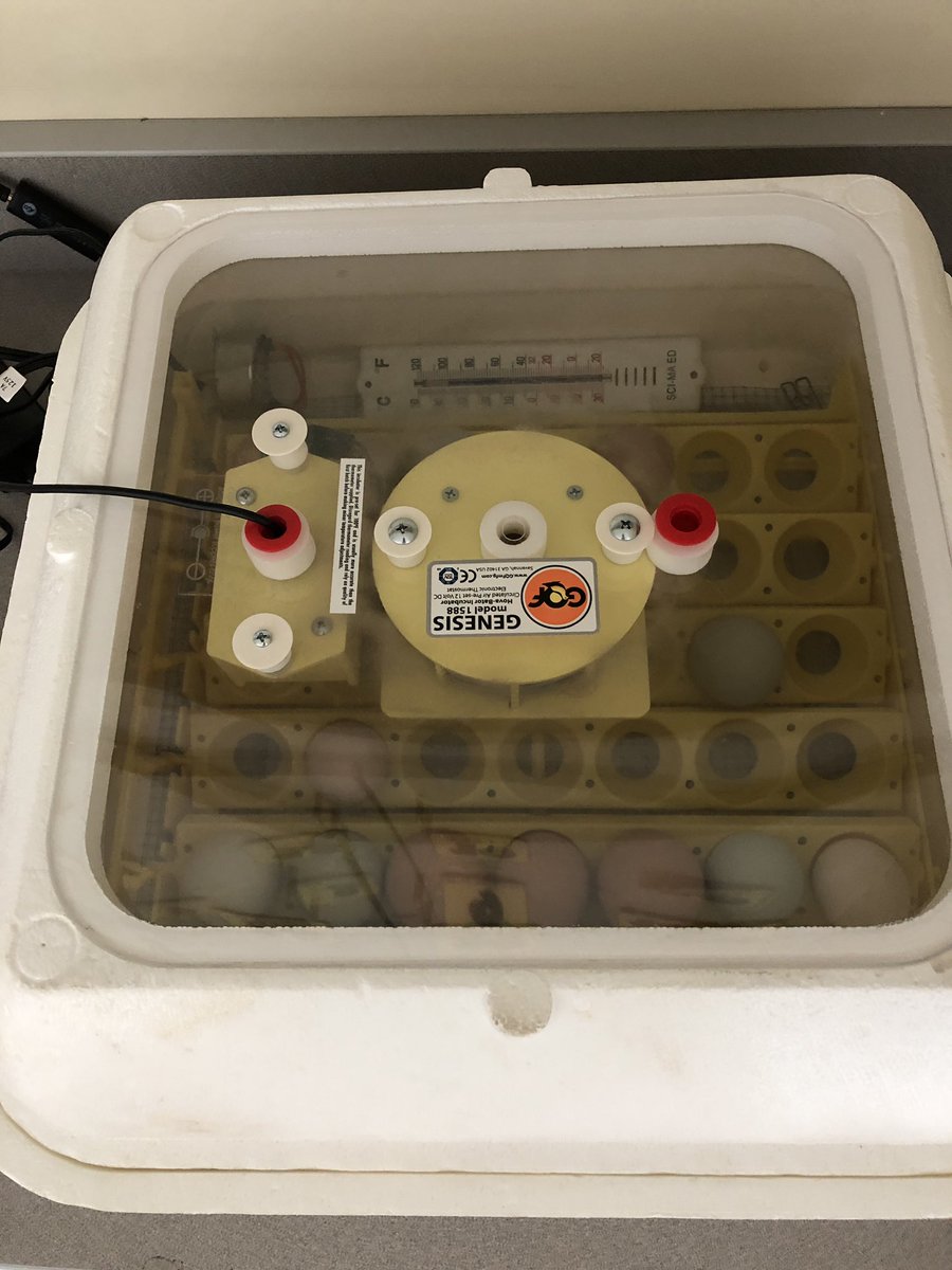 It’s chick hatching time!  <a href="/BrownsvilleES/">BrownsvilleES</a>