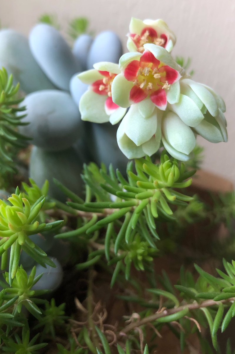 When peace comes by contrast...

These Pachyphytum oviferum “Moonstones” and Sedum forsterianum (maybe) make good pot-fellows despite their different colors, textures, and cultivation habits.
Enjoy.