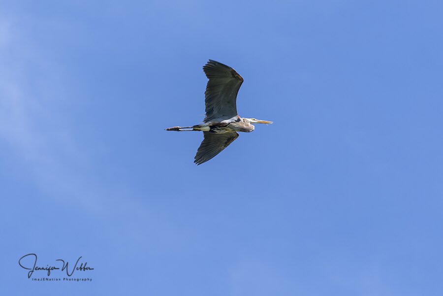 Imajenation Photography On Twitter This Great Blue Heron Flew