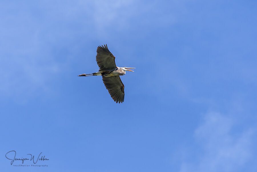 Imajenation Photography On Twitter This Great Blue Heron Flew