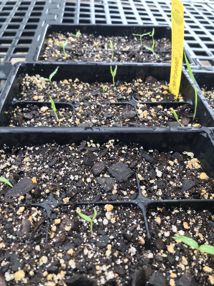MsTorres333's tweet photo. I’m so lucky to get to work with the best students! Lanier students are AMAZING!! We have completed so much in just two days! #urbangarden #welearnoutside #Aprilisgardenmonth @LanierFFA @TexasFFA @HomeDepot @VikingCte https://t.co/bSN9dcV2xv