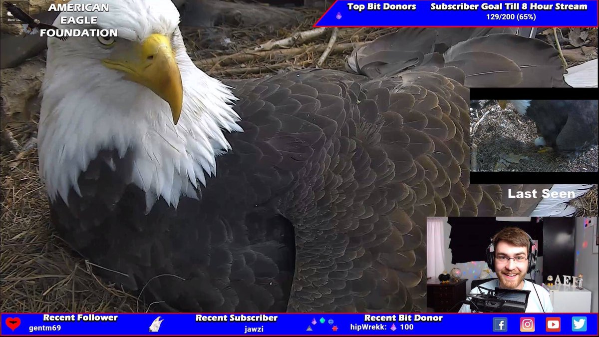 DW_Eagle_Cams's tweet photo. @AEFeagles first Hatch Party for Grant & Glenda over at Dollywood Eagle Cam on https://t.co/nkwEB3foBO
Going live for 12-48 hrs or until the eaglet is completely hatched. Come hangout with us for the most up-to-date look at the hatching eaglet! #hatchparty. #eaglet #pip https://t.co/FCpbDjoWnX