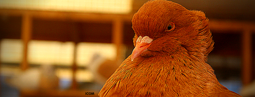 IcomGroupe's tweet photo. #Fiara2019
Beaucoup de ressources sur place mais peu de visiteurs
Ou bien l'objectif est ailleurs?
en tout cas l'agro business c'est le business du futur
meilleur moyen de décentraliser Dakar https://t.co/Edh5OsOSq7