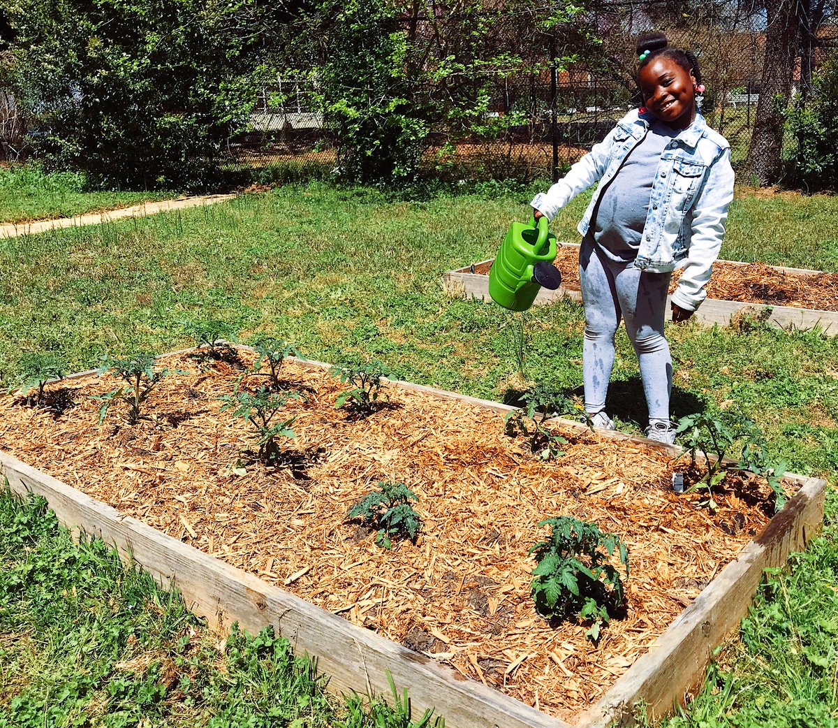 RestorationATL's tweet photo. We LOVE this weather (and watching the tomato plants grow)! https://t.co/Dz9wmjCDLK