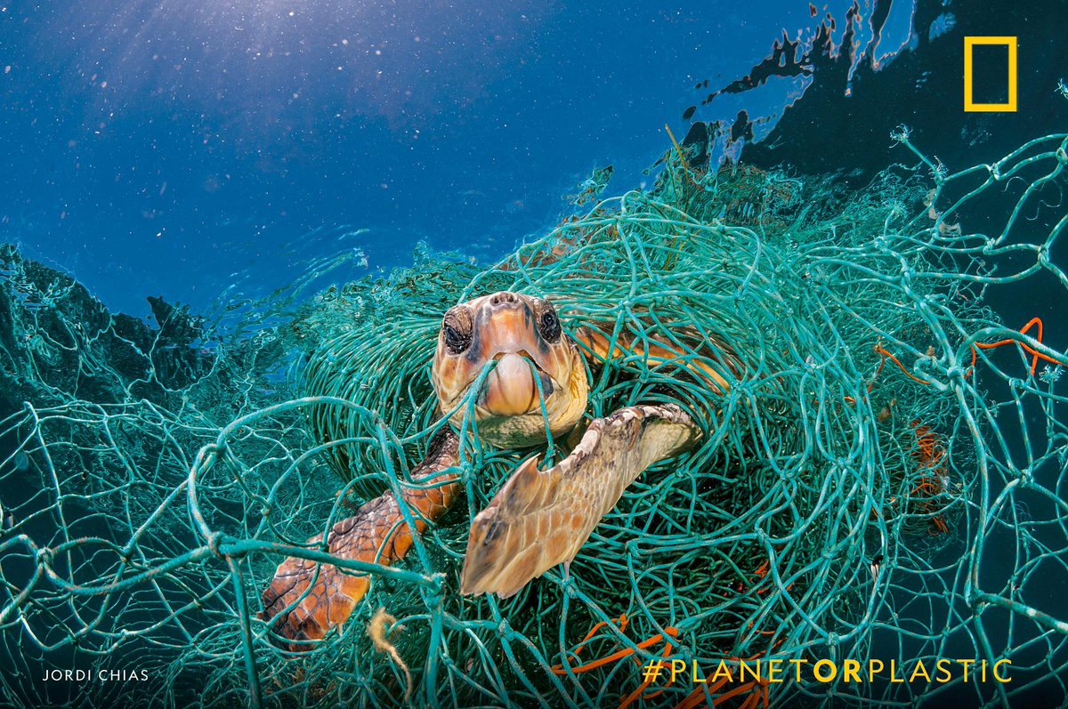 National Geographic tweet media