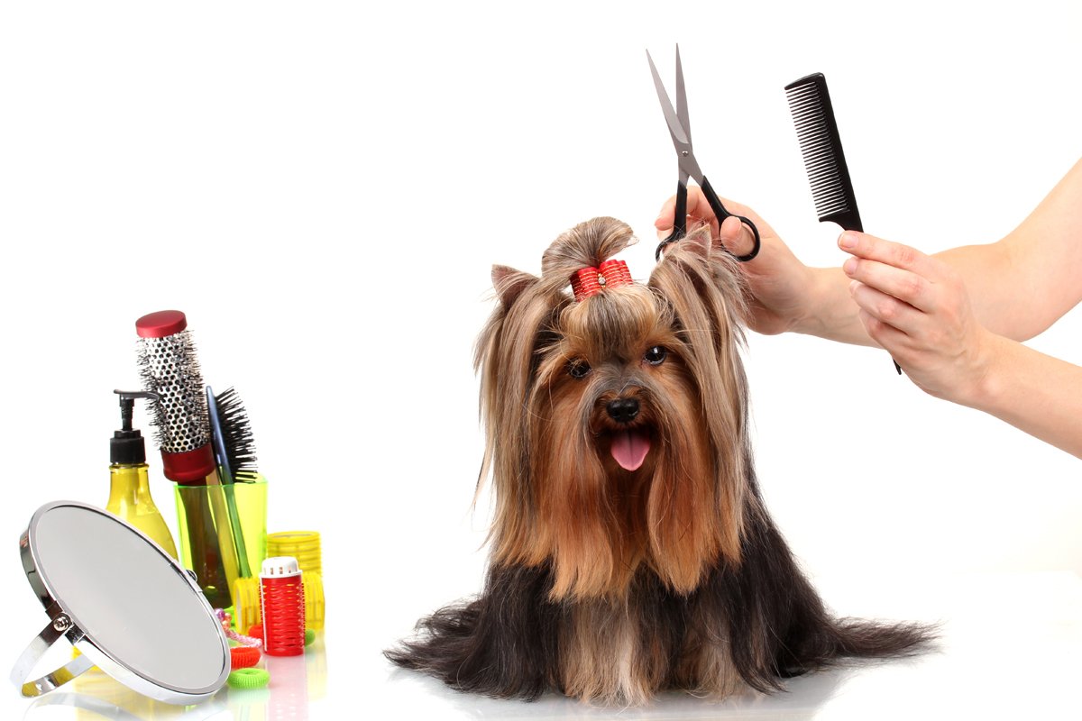 rolloverpets's tweet photo. It's Spring time, which means that just like your house gets a good #SpringCleaning, so should your pets! Give us a call and we'll set you up! 

#petsupplystore #grooming #petgroomers #cityofshelby #welovecats #welovedogs #petswelcome #uptownshelby https://t.co/rvudRs3Duv