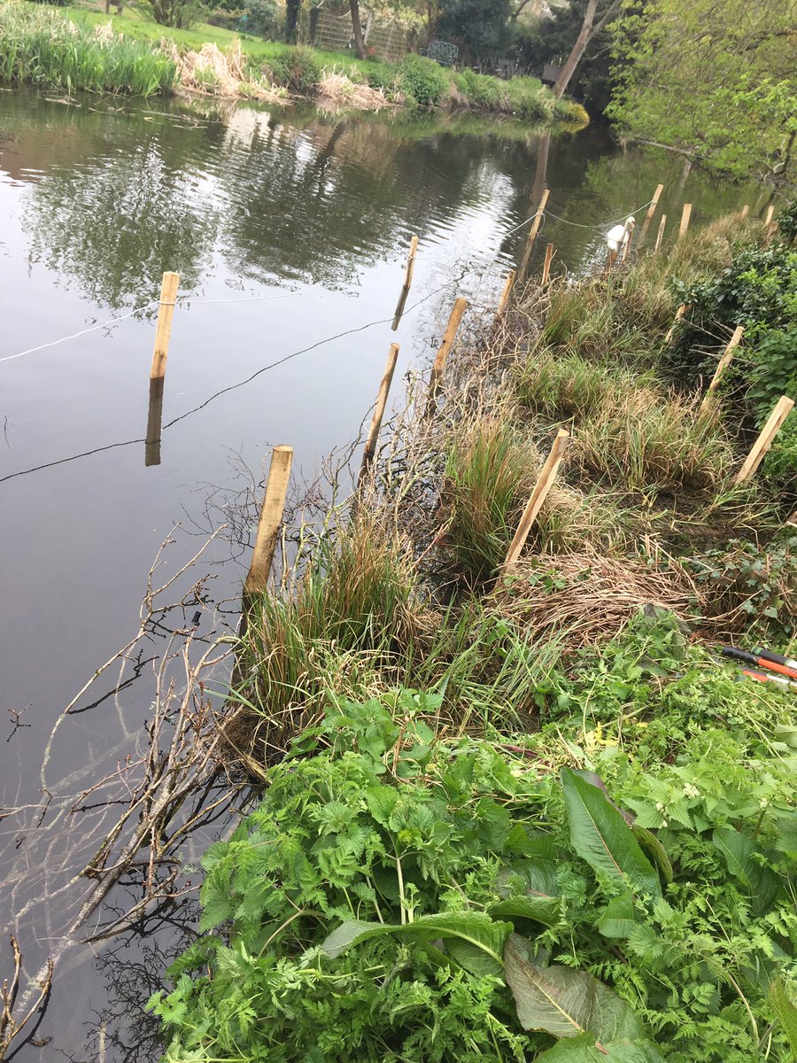 StonebridgeLock's tweet photo. Learning to build brash ledges to create opportunity for increased plant #biodiversity &amp; improving #RiverLea #habitat for wildlife #Wheathampstead with expert &amp; insightful guidance from @WildTroutTrust Rob Mungovan Sarah Perry @HMWTBadger @LeaCatchment Thanks to @thameswater https://t.co/4Oxsm0Obr6