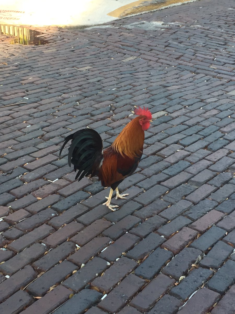 HockeyMaine1Wx1's tweet photo. There are roosters 🐓 everywhere #cocksofkeywest @bgeoffroy @hockeygirl220 @JaciNotJack #nuggets https://t.co/Lee8FcH9WF