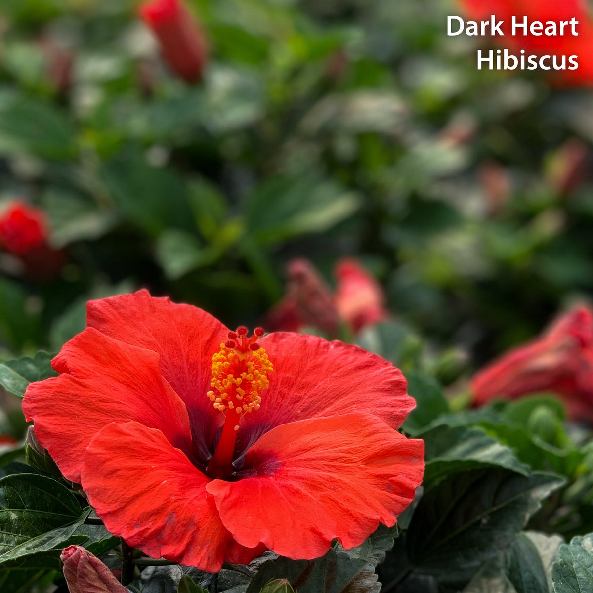 GardenDebut's tweet photo. Spring is in full bloom! 🌺 https://t.co/c8h9vaEOXS