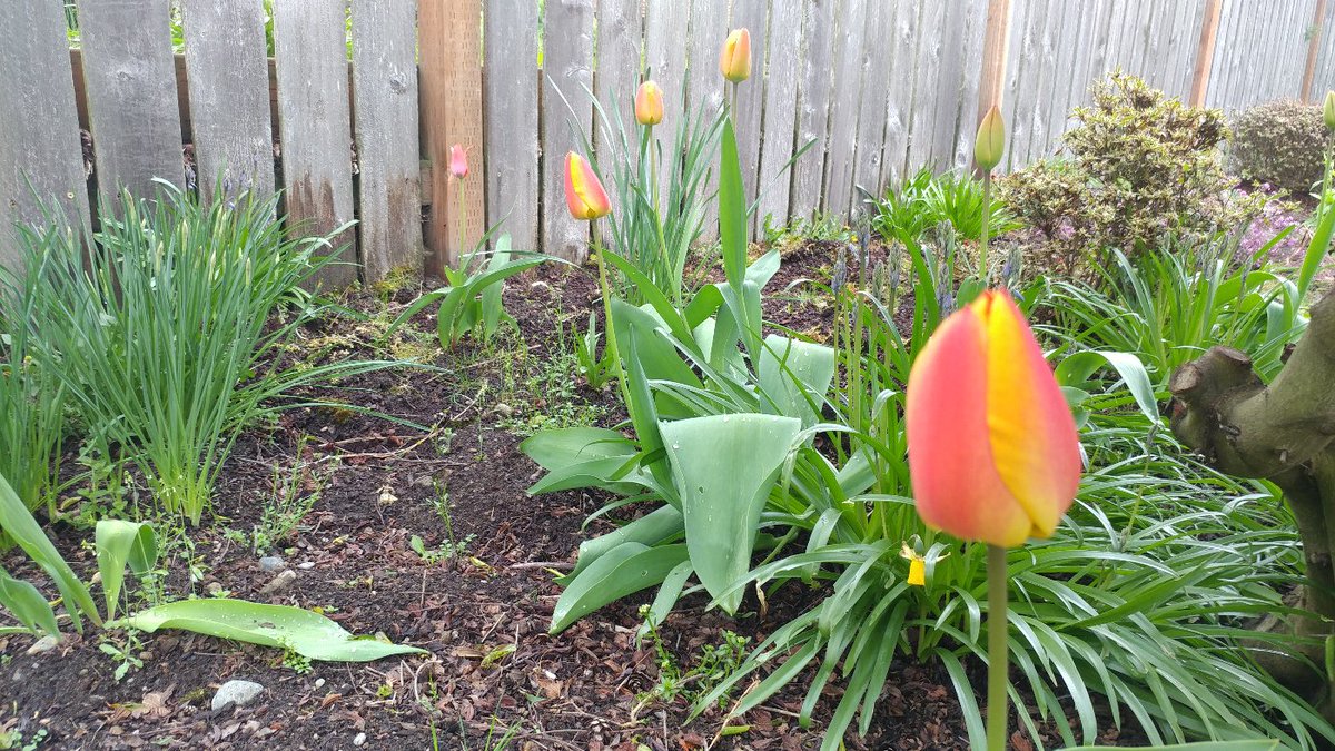 Thread done. Here's a picture of my tulips and my cat. Hope your day is amazing.