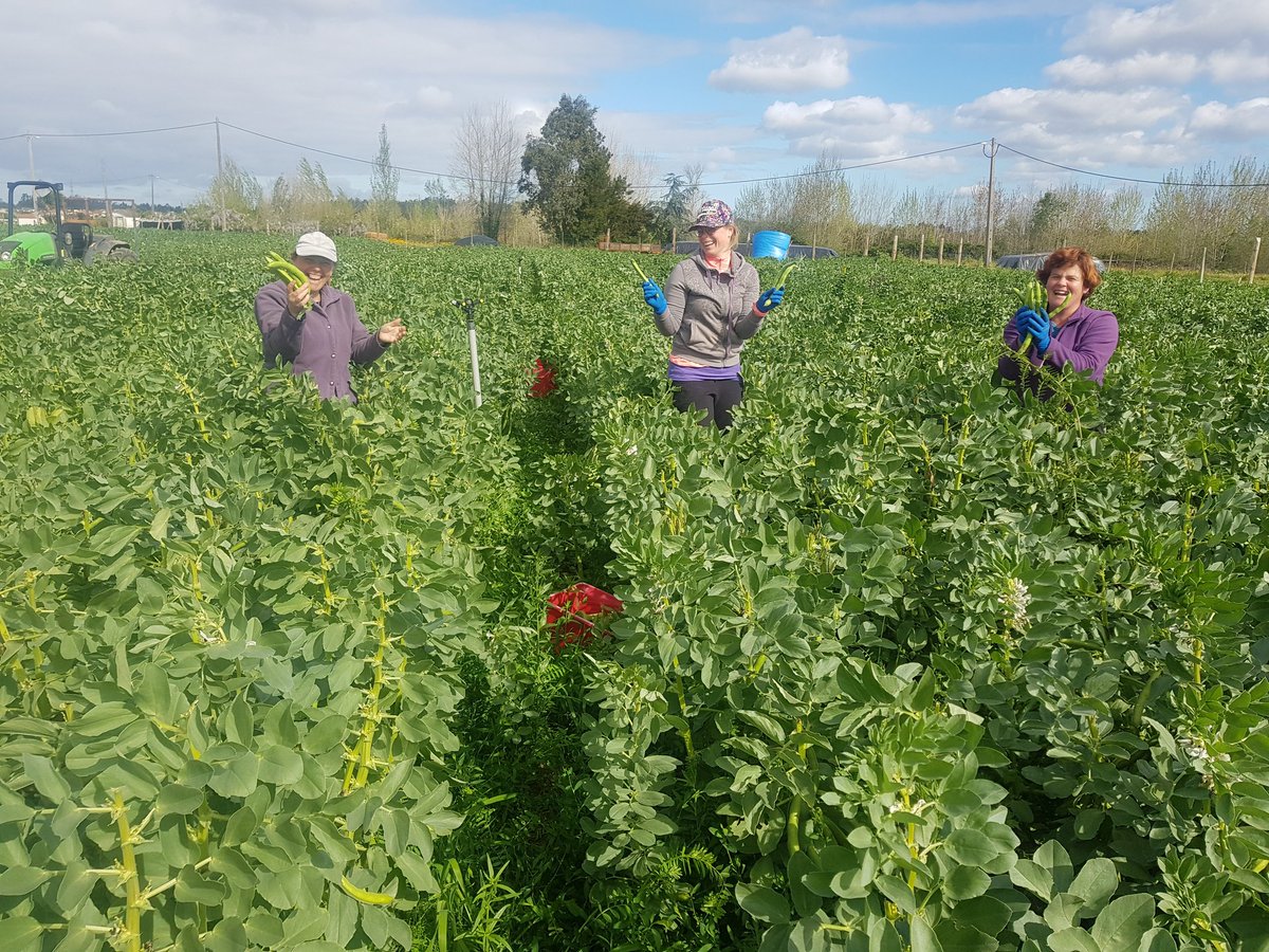flespompoen's tweet photo. Verse #Tuinbonen van het veld voor  #Holland #Pasen van https://t.co/giP3WlgGqk https://t.co/MEQjZUik37