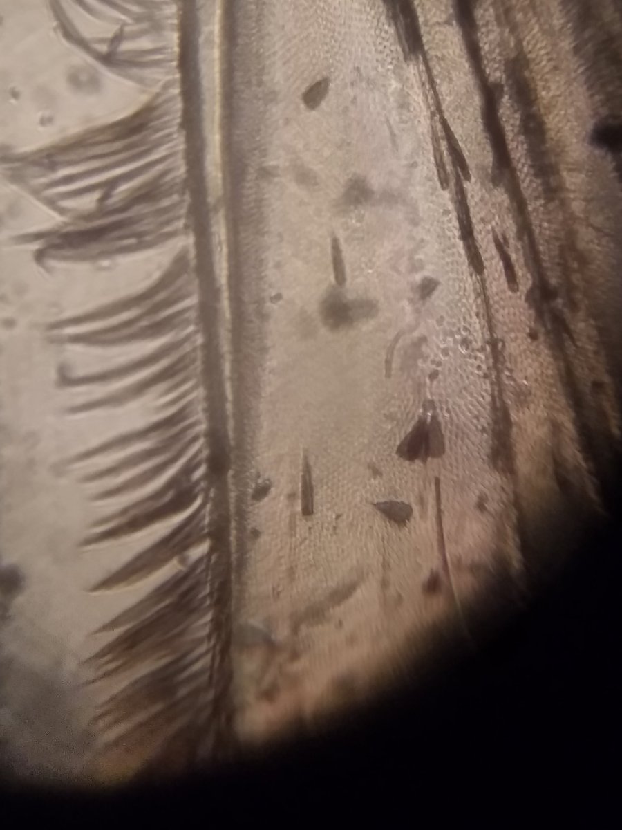 Deepaligoyal29's tweet photo. Wing of a mosquito under foldscope..
#foldscope #microlove https://t.co/UCmWqbvVY6