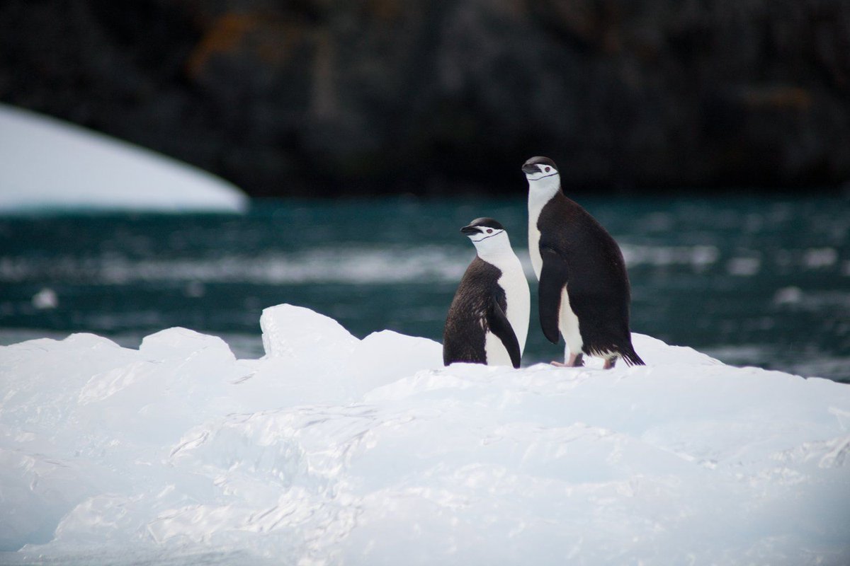 tpatagonico's tweet photo. Logran realizar un seguimiento anual de pingüinos en la Antártida >> https://t.co/3Bt3nrj3TM https://t.co/eLPWd6SYUT