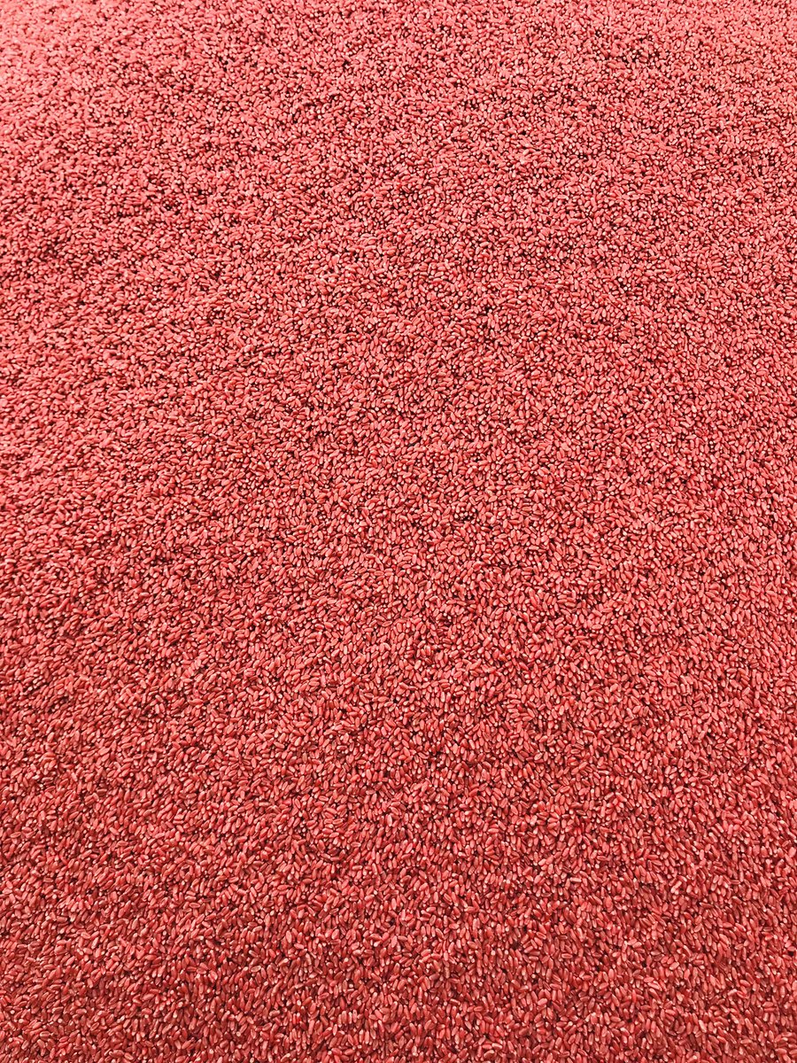 PrecisionAg1's tweet photo. @FarmChemCorp training session and the 1st treated load of #SpringWheat went down at the Griffin office last Monday, April 8th.👨🏻‍🔬

Let us take away some of the stress and professionally treat your seed for you. Give us a call today!📲

#Plant19 #VibranceQuattro #PrecisionStarter https://t.co/cOidBb3rER