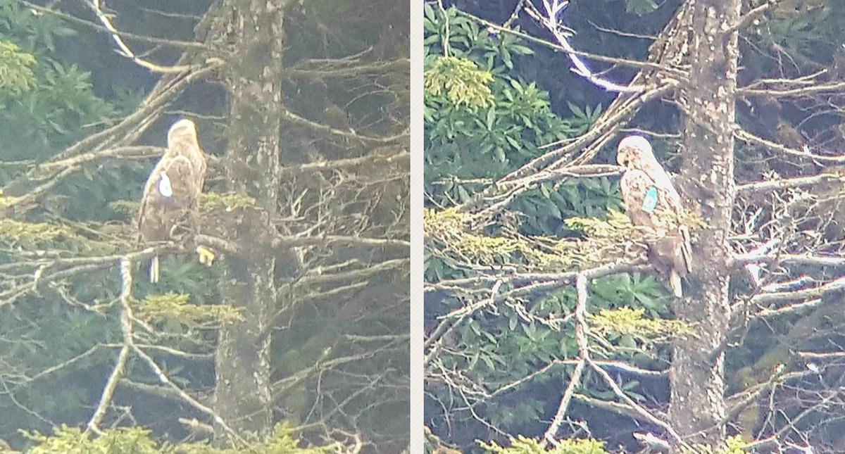Some of my worst photos mean the most to me: 7 years ago white-tailed eagle D settled in Glengarriff but she disappeared in Jan 2019, feared dead. Today I found her roosting in this tree 25km away! Her mate is still in Glengarriff with a younger female, who probably drove her off