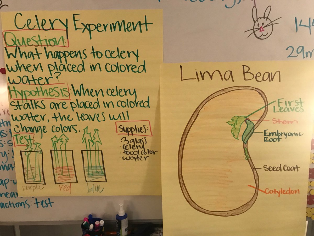 LJohnsonTeacher's tweet image. Busy bees! Scientific method! #3tepride #weR2ndgrade #isdstrong #kcedu #greenthumbs @3TrailsTigers @ISDSchools @isdscience