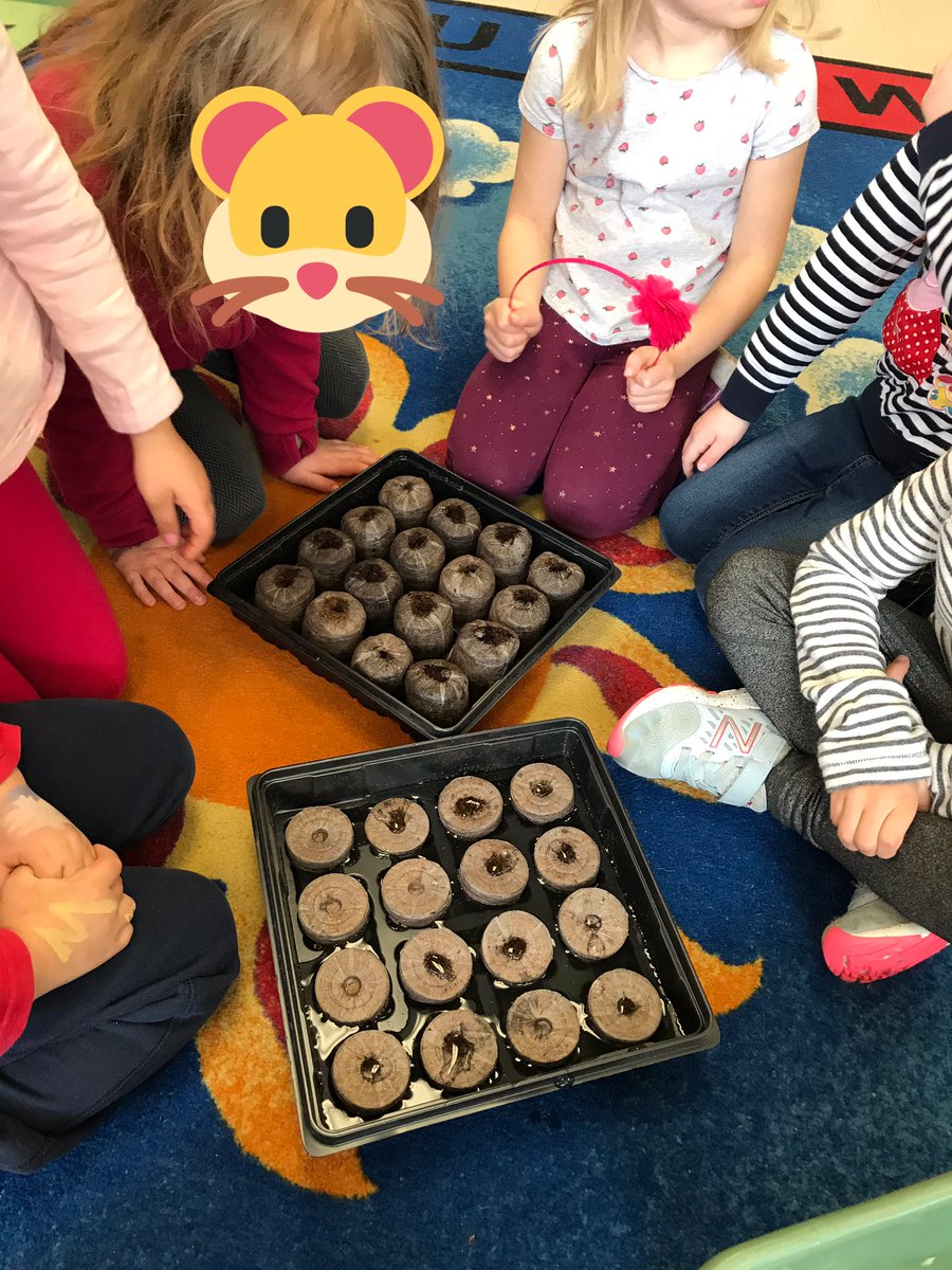 SESKinders's tweet photo. Our garden has begun! Today we planted many seeds in soil pucks. โThey puff up when you add water.โ โThe seeds all look different.โ We will transplant them outside once they sprout. #outdoorlearning #gardening #YRDSBEarlyYears #YRDSBGetOut https://t.co/QiTB76ZZWK