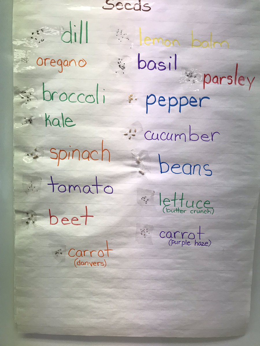 SESKinders's tweet photo. Our garden has begun! Today we planted many seeds in soil pucks. โThey puff up when you add water.โ โThe seeds all look different.โ We will transplant them outside once they sprout. #outdoorlearning #gardening #YRDSBEarlyYears #YRDSBGetOut https://t.co/QiTB76ZZWK