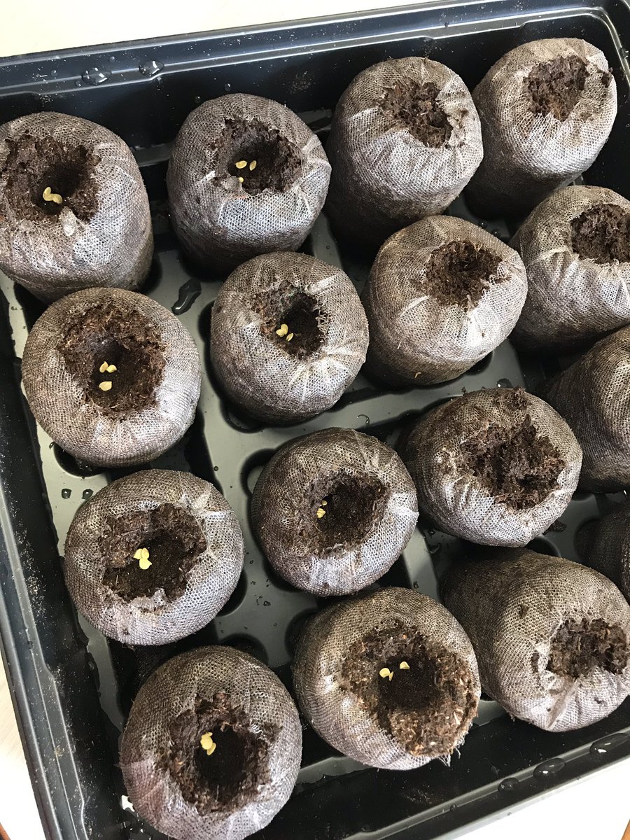 SESKinders's tweet photo. Our garden has begun! Today we planted many seeds in soil pucks. โThey puff up when you add water.โ โThe seeds all look different.โ We will transplant them outside once they sprout. #outdoorlearning #gardening #YRDSBEarlyYears #YRDSBGetOut https://t.co/QiTB76ZZWK