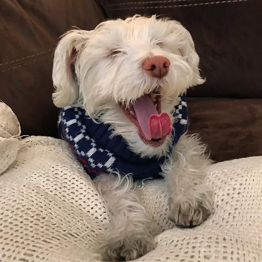 FalkorTheDoge's tweet photo. Big yawn
https://t.co/4uS5eVw3aR https://t.co/1BaGXbthQJ