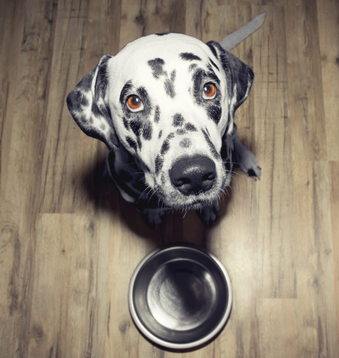 PetSuitesOC's tweet photo. New Dog Feeding Study
A growing body of research proves conclusively that raw and lightly cooked diets are easier for dogs to digest than extruded diets (kibble).
Read: https://t.co/faEzTiF7IT
#ps #petsuites #petstudy #dogstudy #rawfood #dogfood #petfood https://t.co/oN13fV0Q6P