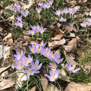DoubleAVineyard's tweet photo. Double A Vineyards - Spring has Sprung! 🍇🌱 - https://t.co/niaNL7nCe5 https://t.co/EXx7eV67ZR