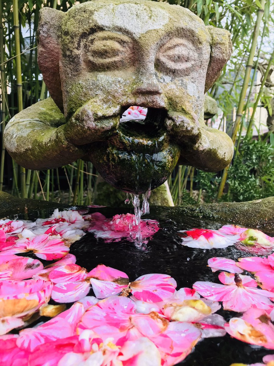 evocamus's tweet photo. Kamelienblüten im Garten, in dem 1849 die Republik und die Revolution niedergeschlagen wurden. - Blüten der Demokratie der badischen Revolution. https://t.co/syTojoBsMJ