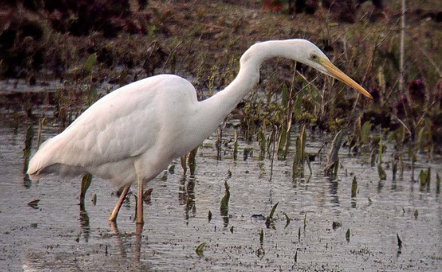 barry_woodhous7's tweet photo. Great white egret layer causeway abberton #digscoping 16/04/19 https://t.co/wpaluLcdzV