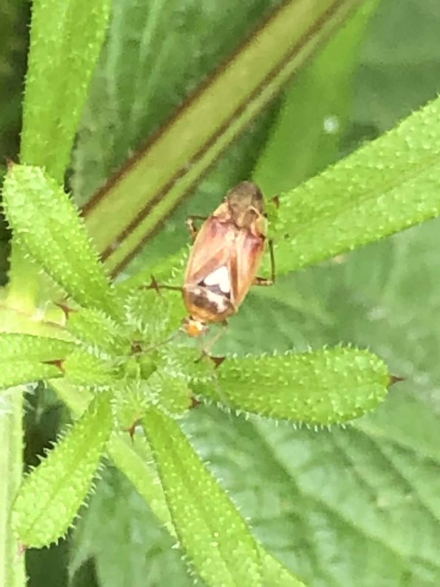 tillingtonchum's tweet photo. Down the valley today....little bug. Lygus species? Terrible pics!
Fairly small fly which I haven’t managed to ID. 8-10mm? Fab wing markings! Slightly better pic.
#bugs #flies #WestonCommon #ShouldHaveTakenTheCamera
@BritishBugs @flygirlNHM @AlexLikesFlies https://t.co/ffHqT41eAz