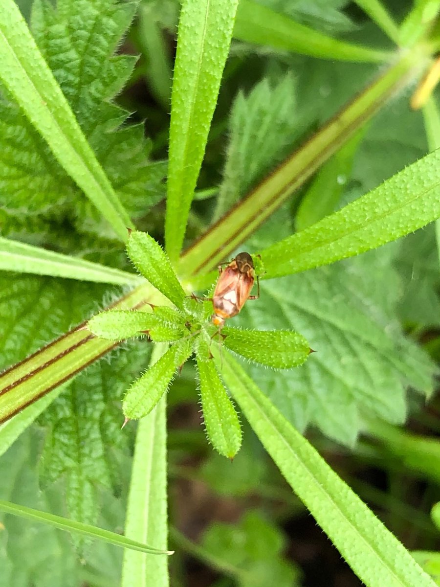 tillingtonchum's tweet photo. Down the valley today....little bug. Lygus species? Terrible pics!
Fairly small fly which I haven’t managed to ID. 8-10mm? Fab wing markings! Slightly better pic.
#bugs #flies #WestonCommon #ShouldHaveTakenTheCamera
@BritishBugs @flygirlNHM @AlexLikesFlies https://t.co/ffHqT41eAz