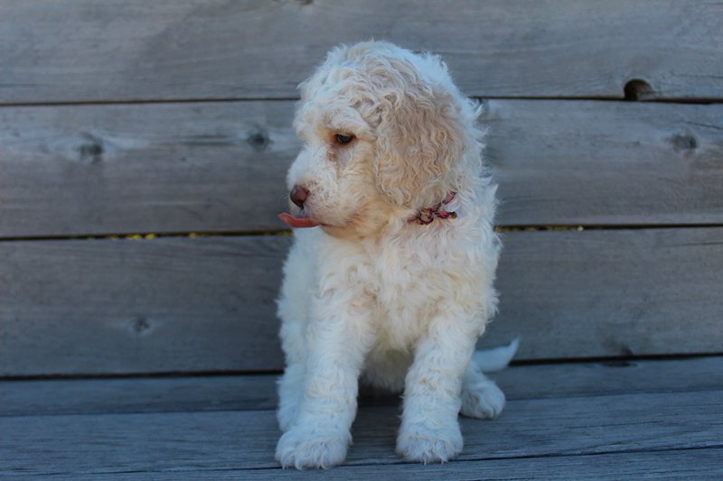 MVKsPuppies's tweet photo. Lilly love the great outdoors and cuddling with her mom... We are also proud to announce that she has started training to become an emotional support therapy dog!
#goldendoddles #puppylove #mountainvalleykennels #puppy #goldendoodlesofintagram #waitinglist #servicedogs #lilly https://t.co/FUvGc4gyK0