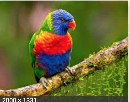 _NickMartinez's tweet photo. @DillonFrancis as Birds. A Thread: https://t.co/j2I6aRFCit
