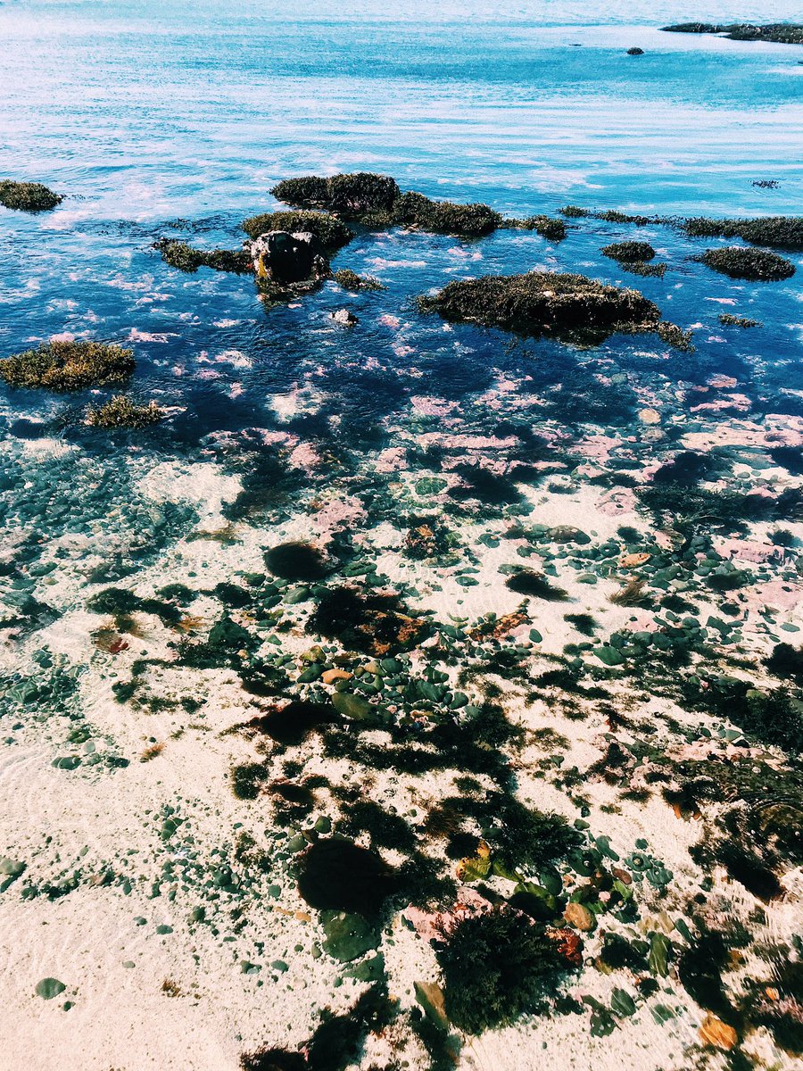 avanisbioworld's tweet image. Stay tuned for my vlog on my field trip to the Fitzgerald Marine Reserve it was BEAUTIFUL! #APbio3