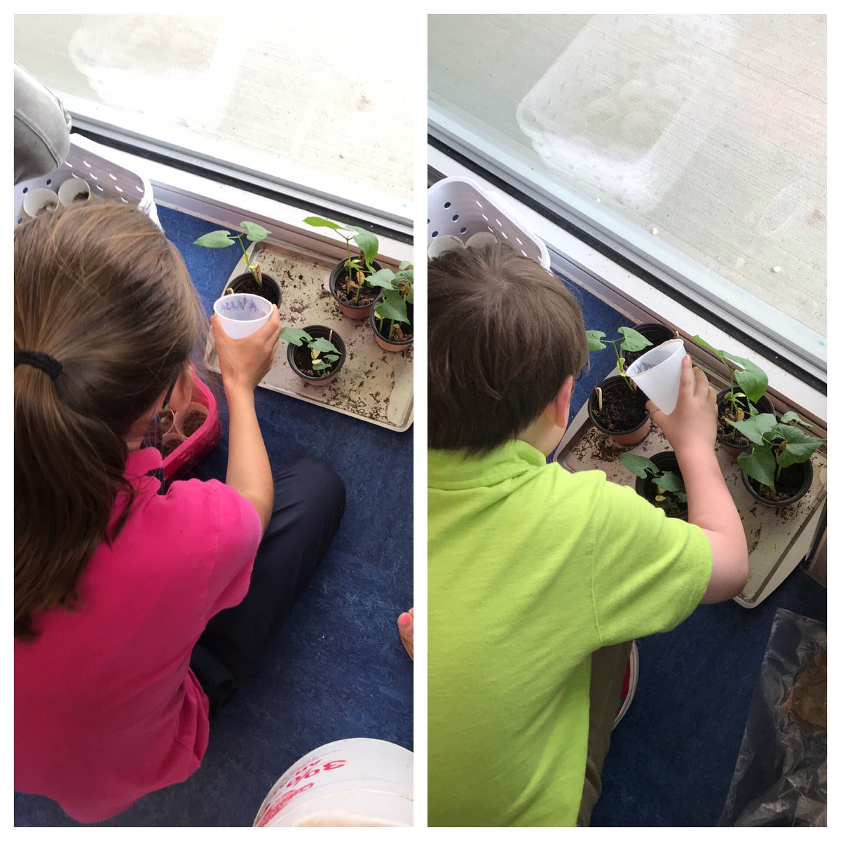 AlexWil92217827's tweet photo. Our beans have grown! 😊 @CISDDietz https://t.co/z12nC4wHRA