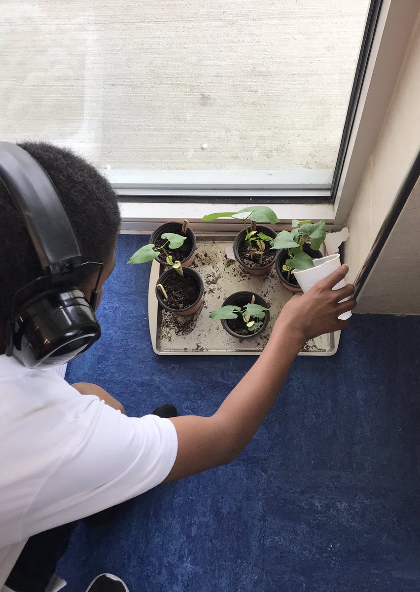 AlexWil92217827's tweet photo. Our beans have grown! 😊 @CISDDietz https://t.co/z12nC4wHRA
