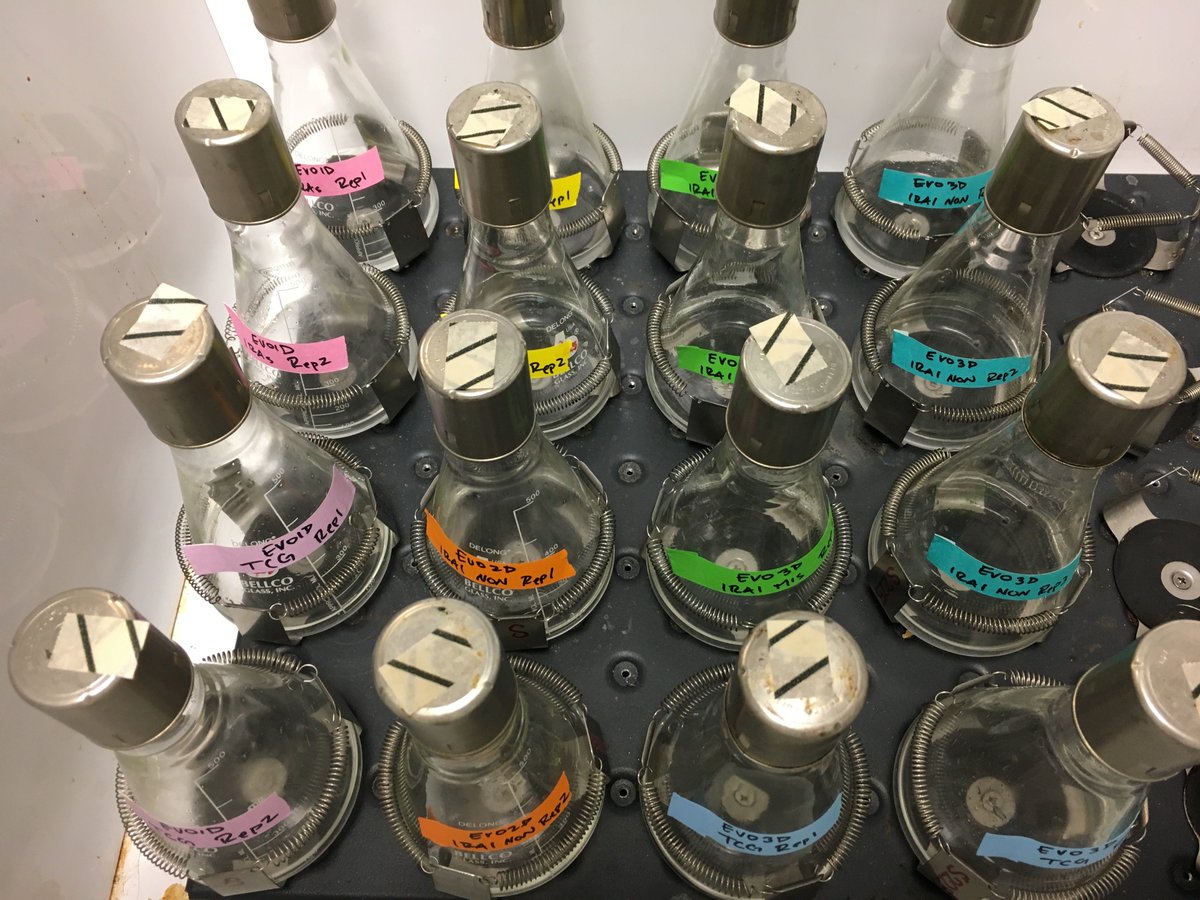A 4x4 grid of flasks in an incubator, arranged by color.