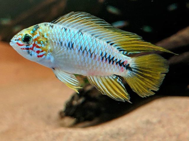 Javier_B_V's tweet photo. Apistogramma sp. "Opal" / Apistogramma borelli "Opal".
.
.
.
#apistogramma #fish #aquarium #borelli #apisto #natureaquarium #aquascape #aquascapedesign #aquariumhobby #fishhobby #dwarfcichlid #cichlidtank #cichlid #freshwaterfish #fishkeeping #plantedtan… https://t.co/3fksSI0DcB https://t.co/cKSvHzLEpm