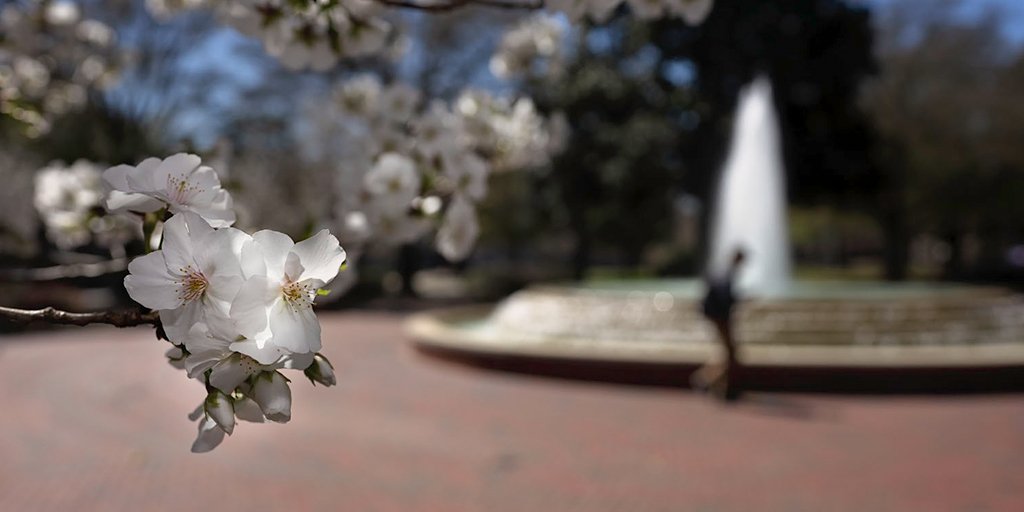 EastCarolina's tweet photo. The @UNC_System Interim President @WilliamLRoperMD has named Dan Gerlach (@ncLEAFchief) to serve as interim chancellor of #ECU. The appointment will go into effect on May 6 → https://t.co/JwjPGqGppB https://t.co/ck6sQCPGHO
