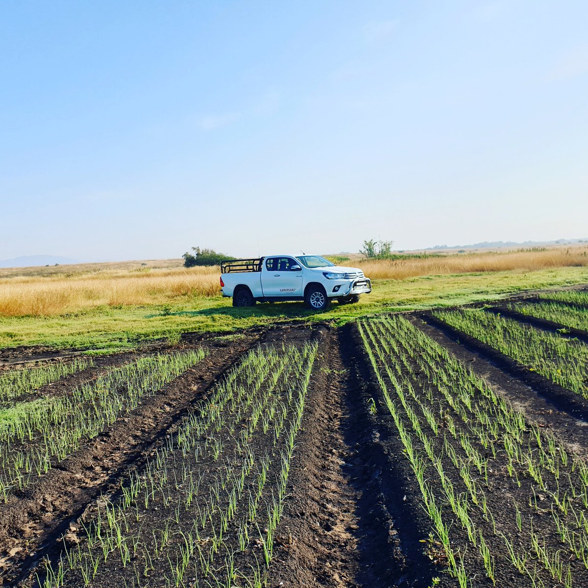 Onion season looks promising!
#farming #agriculture #onions #toyota #hilux #langplaas