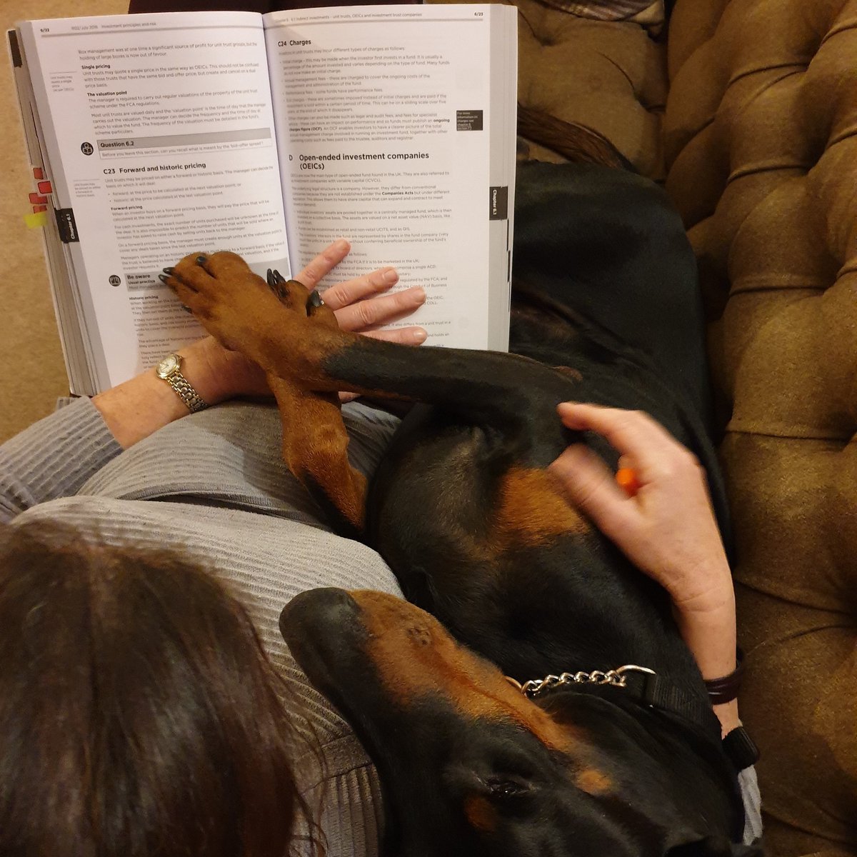 NotBadForHerAge's tweet image. Trying to study with a dog who wants a cuddle. #dobermann #dogsoftwitter #notstudying #distracted
