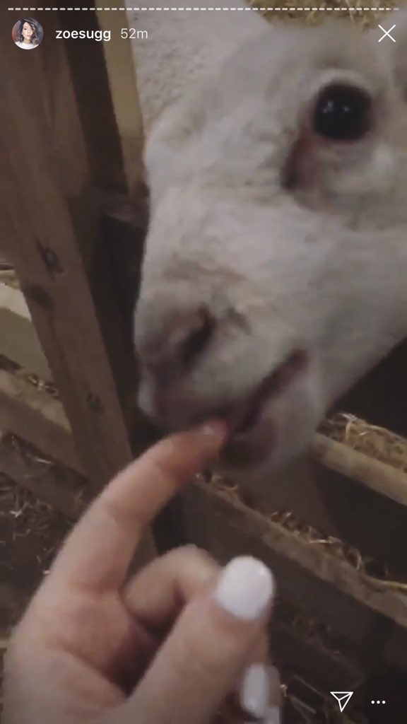 I’m BEGGING you to go vegan and use your platforms to speak up for animals 😖 They don’t deserve what we do to them 💔 @ZoeSugg <a href="/AlfieDeyes/">Alfie Deyes</a> <a href="/PoppyDeyes/">Poppy Deyes</a> <a href="/seanelliottoc/">SeanElliottOC</a>