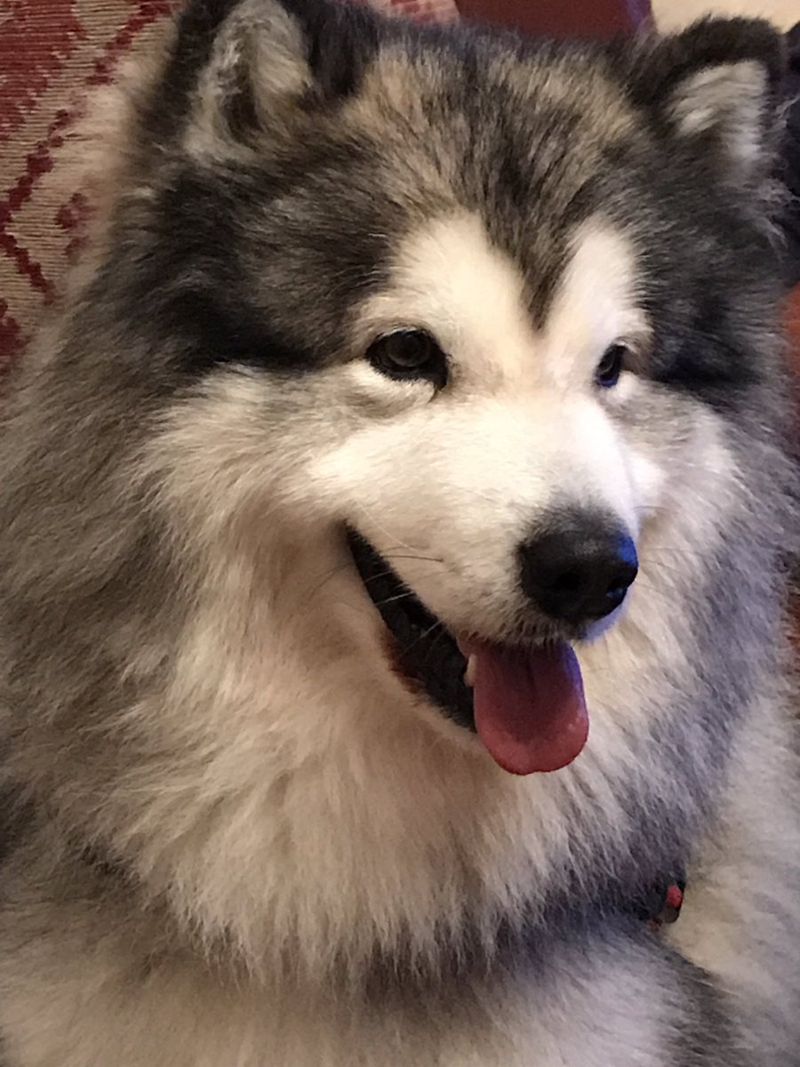 richard owain jones. Paramedic / Joiner tweet media