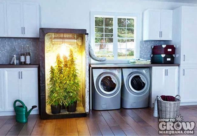 Want to grow marijuana indoors? Then you will want to consider a grow box or a big grow tent. Check out our detailed reviews >>

Find more >> howtogrowmarijuana.com/grow-box/ 

#GrowMarijuana #CannabisCommunity #GrowBigBuds