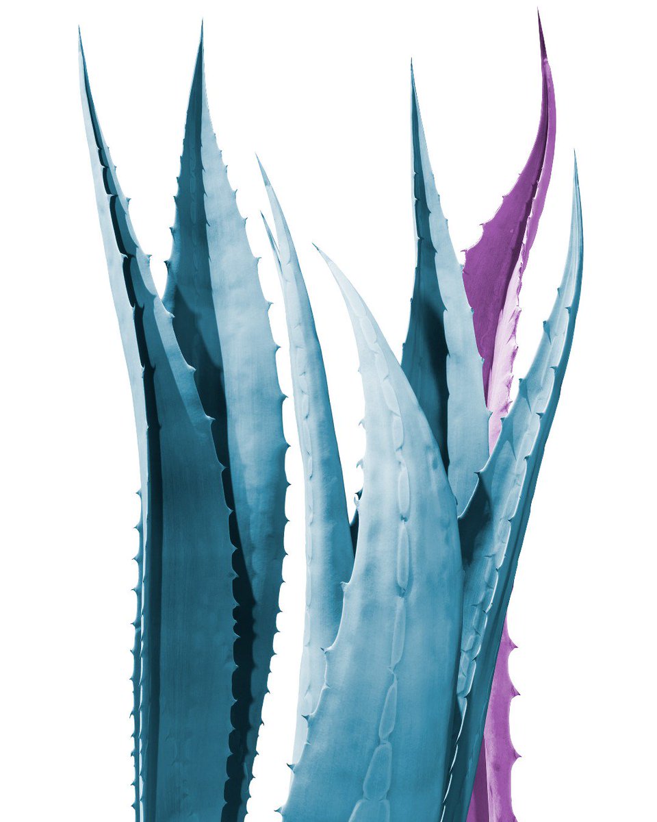 Embracing my agave obsession...
.
#agave #atx #sherrygriffin #sherrygriffinphoto #color #exploration #inspiration