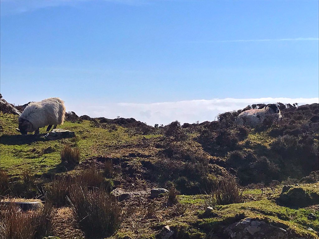 garret___S's tweet photo. Cliffs, sheep, castles, whiskey, beer, good company, good day. Cheers to Ireland 🤘🏻🍻 https://t.co/0ig7bPuCdG